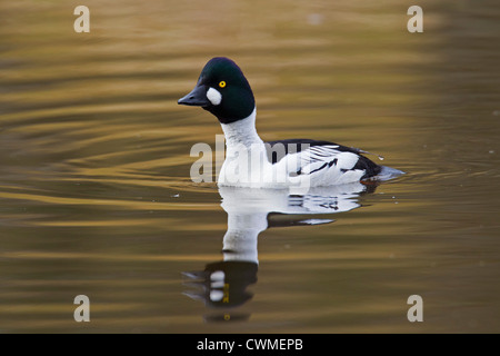 Gemeinsamen Goldeneye (Bucephala Clangula) männlich, Schwimmen am See, Deutschland Stockfoto