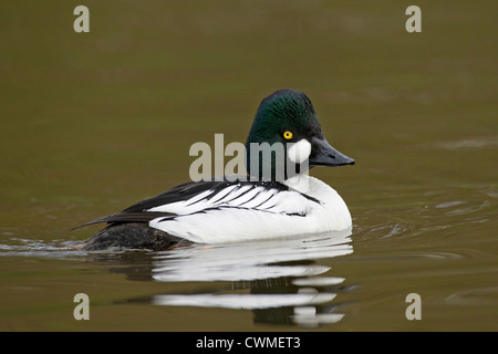 Gemeinsamen Goldeneye (Bucephala Clangula) männlich, Schwimmen am See, Deutschland Stockfoto