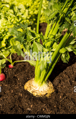Frische Sellerie-Makro-Ansicht im Garten Stockfoto