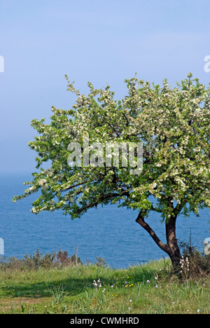 Blühende wilde Birnbaum (Pyrus Spinosa) am Meer (ägäischen Küste von Mazedonien, Griechenland) Stockfoto