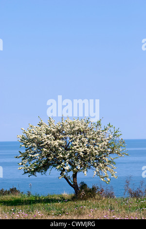 Blühende wilde Birnbaum (Pyrus Spinosa) am Meer (ägäischen Küste von Mazedonien, Griechenland) Stockfoto