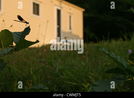 Libelle auf Blatt am Camping Clausensee, Clausen See, Waldfischbach-Burgalben, Pfälzer Wald, Rheintal, Deutschland Stockfoto