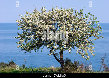 Blühende wilde Birnbaum (Pyrus Spinosa) am Meer (ägäischen Küste von Mazedonien, Griechenland) Stockfoto