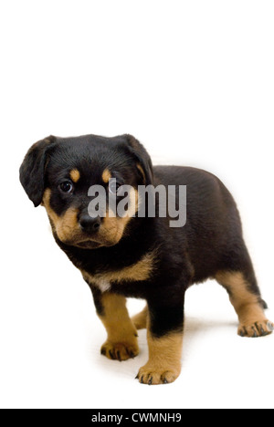 Rottweiler Welpen Stockfoto