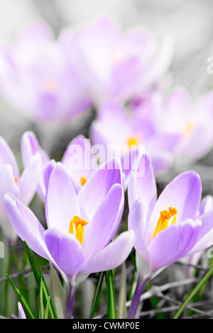 Nahaufnahme des schönen lila Krokus Blumen blühen Stockfoto