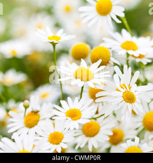 Blüte im Sommer Wiese hautnah wachsen Kamille Stockfoto