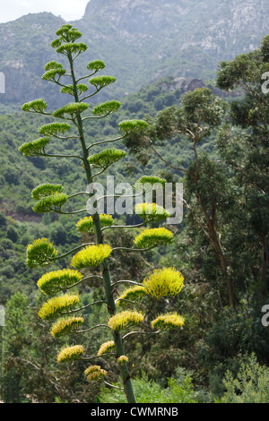 Agave Pflanze blühen in mediterraner Landschaft Stockfoto