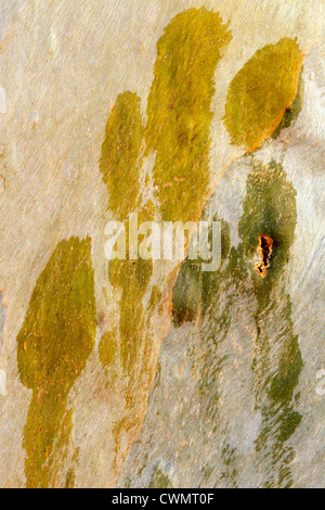 Eukalyptus Baum Haut glatt und bunten Hintergrund Stockfoto