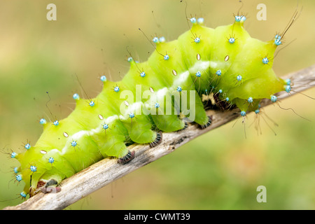 große Raupe von Saturnia Pyri riesigen Nachtfalter Stockfoto