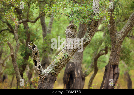 mediterrane Korkeiche Wald in Korsika, Frankreich Stockfoto