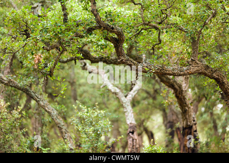 mediterrane Korkeiche Wald in Korsika, Frankreich Stockfoto