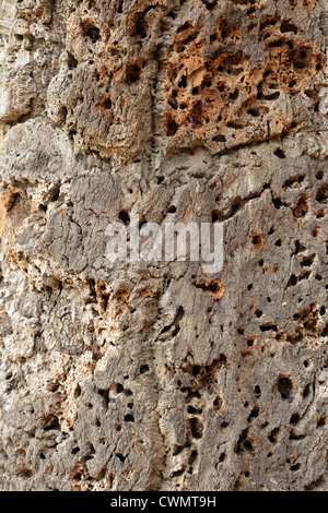 Korkeiche Haut abstrakten Hintergrund Stockfoto