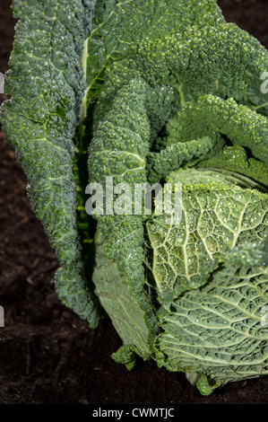 Frische Savoy im Garten gegen dunkle Erde Stockfoto