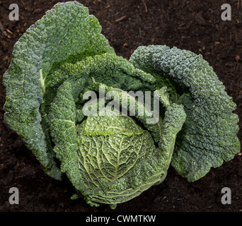 Frische Savoy im Garten gegen dunkle Erde Stockfoto