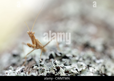 braune kleine Gottesanbeterin stehend auf Flechten Stockfoto