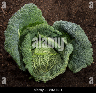 Frische Savoy im Garten gegen dunkle Erde Stockfoto