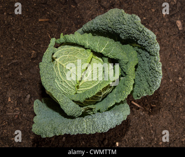 Frische Savoy im Garten gegen dunkle Erde Stockfoto