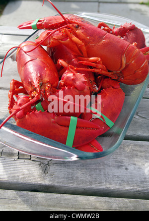 Hummer frisch gekochten verzehrfertige Stockfoto
