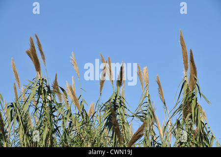 Blühende Pfahlrohr (Arundo Donax) Feld. La Albufera. Comunidad Valenciana. Spanien Stockfoto