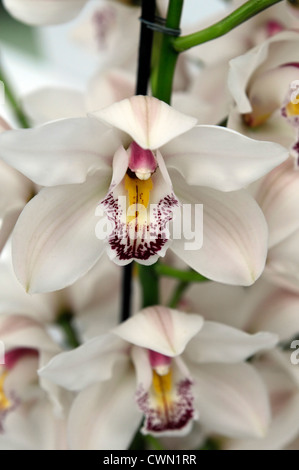Cymbidium Kaskade weiße Orchidee Hybrid tropischen exotischen Nahaufnahme Flora Blume Blüte Blüte zart Farbe Farbe Closeup schließen Stockfoto