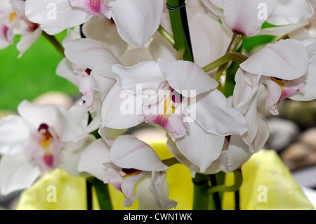 Cymbidium Nevada weiße Orchidee Hybrid tropischen exotischen Nahaufnahme Flora Blume Blüte Blüte zart Farbe Farbe Closeup schließen Stockfoto