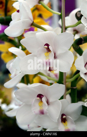 Cymbidium Orchidee weiße Hybrid tropischen exotischen Nahaufnahme Flora Blume Blüte Blüte zart Farbe Farbe Closeup schließen Stockfoto