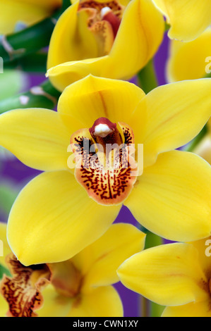 Cymbidium Orchidee gelbe Hybrid tropischen exotischen Nahaufnahme Flora Blume Blüte Blüte zart Farbe Farbe Closeup schließen Stockfoto