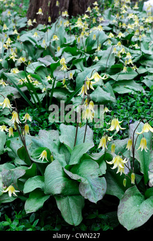 Erythronium Pagode gelbe Blume Wald Schatten Lawine Lily Fawn Lily Glacier Lily Forelle Blume Frühling Blüte Lilie Stockfoto