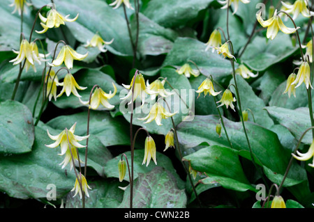 Erythronium Pagode gelbe Blume Wald Schatten Lawine Lily Fawn Lily Glacier Lily Forelle Blume Frühling Blüte Lilie Stockfoto