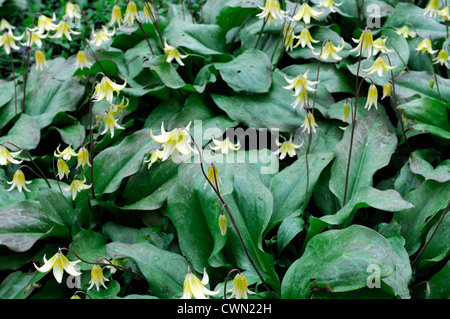 Erythronium Pagode gelbe Blume Wald Schatten Lawine Lily Fawn Lily Glacier Lily Forelle Blume Frühling Blüte Lilie Stockfoto