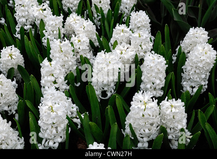 Hyazinthe Hyacinthus Orientalis Aiolos weiße Lampe Frühlingsblumen blühen Bett Stockfoto