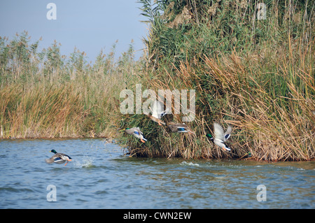 Die Enten fliegen. La Albufera-Naturschutzgebiet. Valencia. Spanien Stockfoto