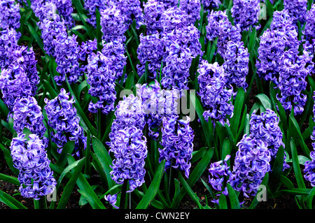 Hyazinthe Hyacinthus Orientalis Delft Blauw lila blaue Blume Blumen Blüte Blüten Bett Betten Grenze Frühling Birne display Stockfoto