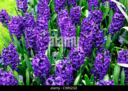 Hyazinthe Hyacinthus Orientalis peter Stuyvesant lila Blume Blumen Blüte Blüten Bett Betten Grenze Frühling Birne display Stockfoto