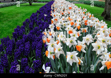 Hyazinthe Hyacinthus Orientalis peter Stuyvesant Narzissen Narzissen Chromacolor gemischt Bett Farbe Kombination Mix Display Frühling Stockfoto