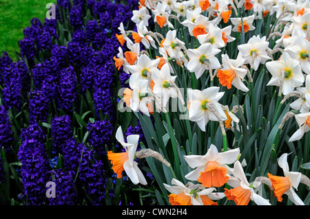 Hyazinthe Hyacinthus Orientalis peter Stuyvesant Narzissen Narzissen Chromacolor gemischt Bett Farbe Kombination Mix Display Frühling Stockfoto