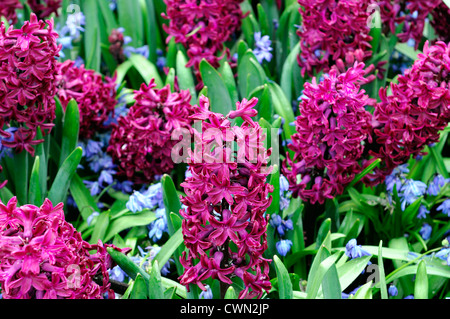 Hyazinthe Hyacinthus Orientalis Woodstock Scilla Siberica Frühlingsblumen mischen Mischbett Grenze Einpflanzen Schema Kombination combo Stockfoto