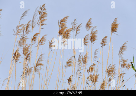 Blühende Pfahlrohr (Arundo Donax) Feld. La Albufera. Comunidad Valenciana. Spanien Stockfoto