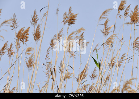 Blühende Pfahlrohr (Arundo Donax) Feld. La Albufera. Comunidad Valenciana. Spanien Stockfoto