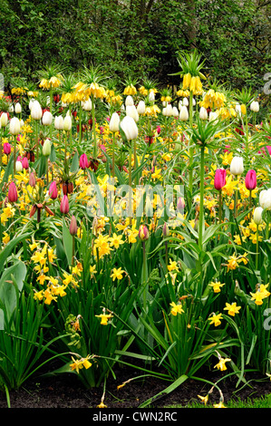 Mischbett Grenze Frühling blühende Zwiebeln gelb rosa weiße Farbe Combo Kombination mischen gemischte Pflanzung Display Systems Stockfoto