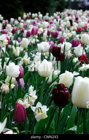 Mischbett Grenze Frühling blühende Zwiebeln gelb blau rosa lila Farbe Combo Kombination mischen gemischte Pflanzung Display Systems Stockfoto
