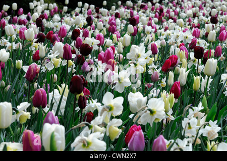 Mischbett Grenze Frühling blühende Zwiebeln gelb blau rosa lila Farbe Combo Kombination mischen gemischte Pflanzung Display Systems Stockfoto