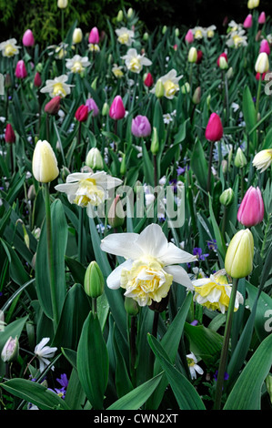 Mischbett Grenze Frühling blühende Zwiebeln gelb blau rosa lila Farbe Combo Kombination mischen gemischte Pflanzung Display Systems Stockfoto