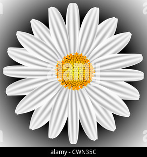 weißen Kamille, abstrakte Kunst Vektorgrafik; Bild enthält Verlaufsgitter Stockfoto