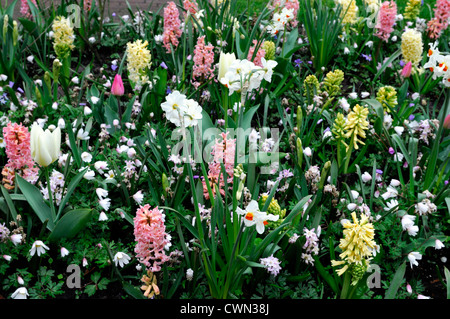 Mischbett Grenze Frühling blühende Zwiebeln gelb rosa weiße Farbe Combo Farbkombination mischen gemischte Pflanzung Display Systems Stockfoto