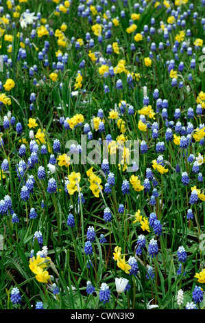 Triteleia Hyacinthina Muscari mount Hood Narzisse Sonnenuhr Anemone Blanda weiße Pracht Mischbett Grenze Frühjahr blühende Zwiebeln Stockfoto