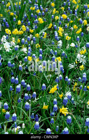 Triteleia Hyacinthina Muscari mount Hood Narzisse Sonnenuhr Anemone Blanda weiße Pracht Mischbett Grenze Frühjahr blühende Zwiebeln Stockfoto