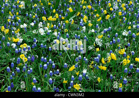 Triteleia Hyacinthina Muscari mount Hood Narzisse Sonnenuhr Anemone Blanda weiße Pracht Mischbett Grenze Frühjahr blühende Zwiebeln Stockfoto