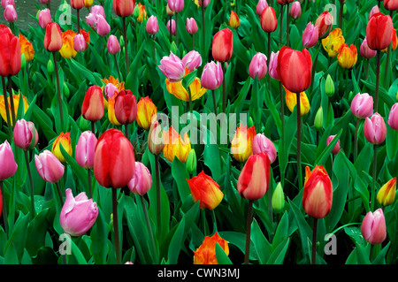 Tulipa Banja Luka Tulipa frühen Glorie Tulipa rot Eindruck Tulipa Osterüberraschung gemischt Bett Grenze Frühling blühenden Blumenzwiebeln orange Stockfoto