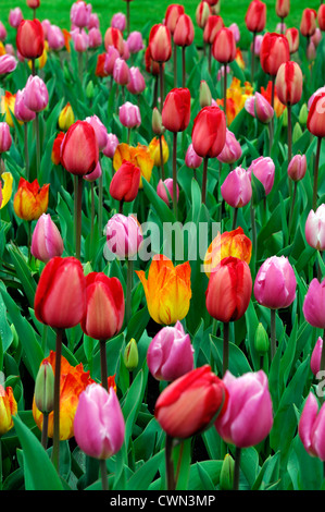 Tulipa Banja Luka Tulipa frühen Glorie Tulipa rot Eindruck Tulipa Osterüberraschung gemischt Bett Grenze Frühling blühenden Blumenzwiebeln orange Stockfoto